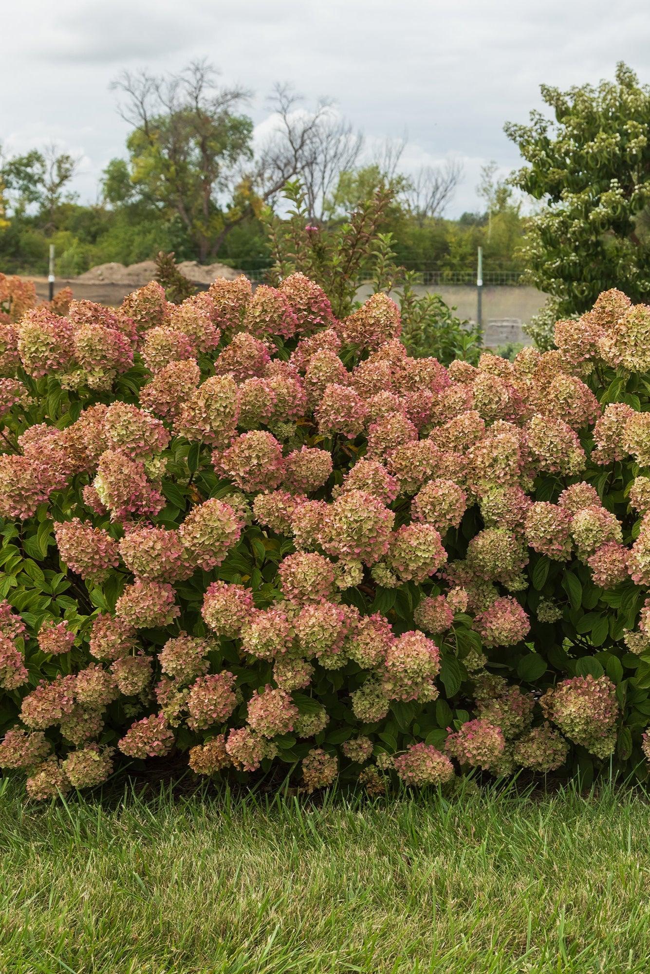 Hydrangea Paniculata 'little Hottie' - View 23 from www redcrocus com