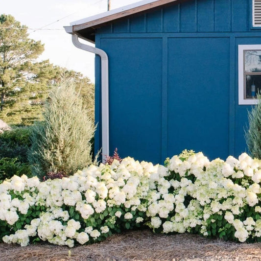 Hydrangea Paniculata 'little Hottie' - View 24 from www redcrocus com