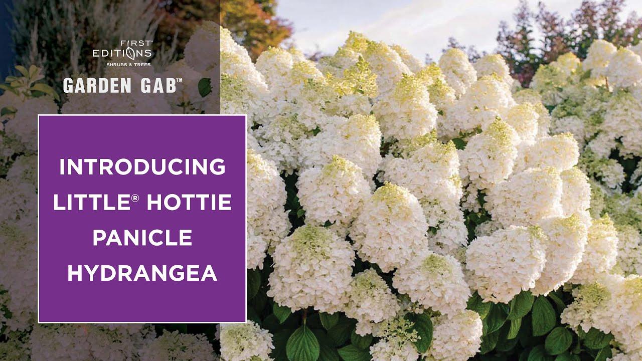 Hydrangea Paniculata 'little Hottie' - View 25 from www redcrocus com