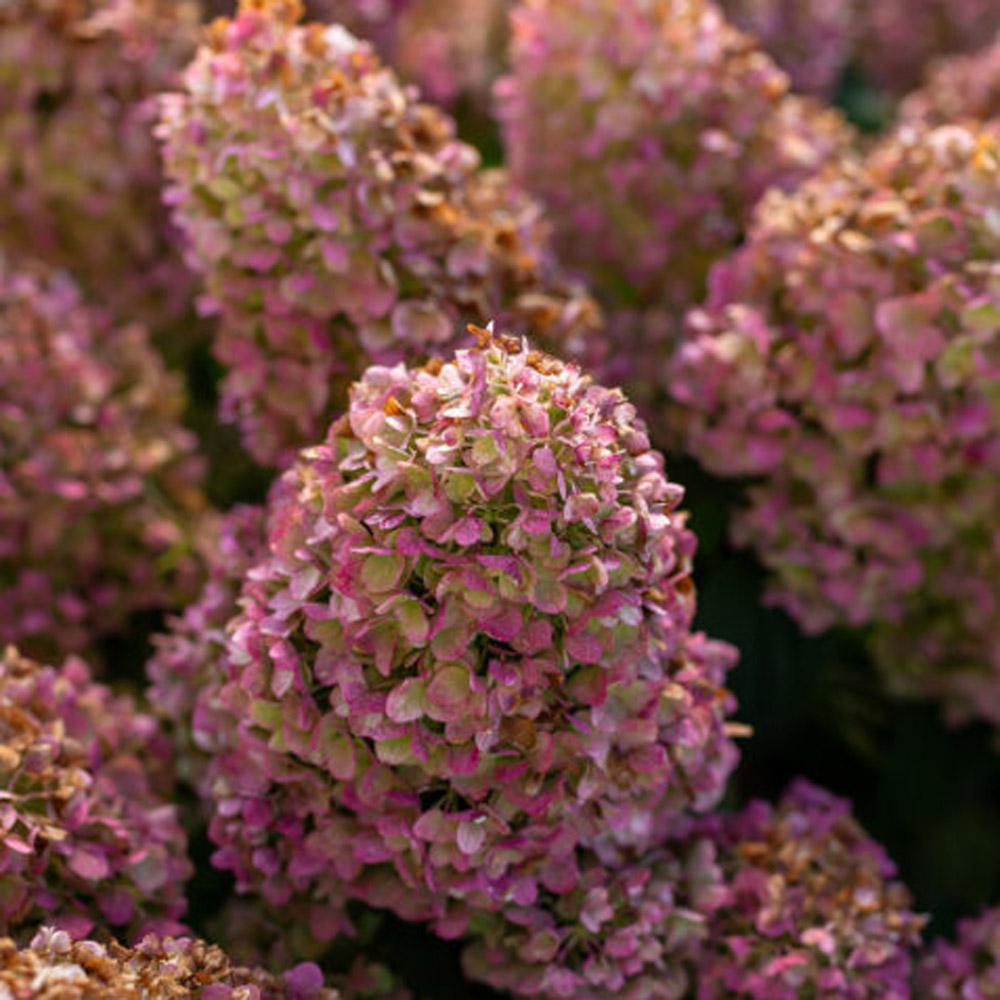 Hydrangea Paniculata 'little Hottie' - View 26 from www redcrocus com