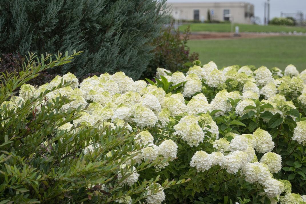 Hydrangea Paniculata 'little Hottie' - View 28 from www redcrocus com