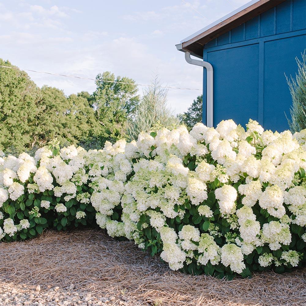 Hydrangea Paniculata 'little Hottie' - View 29 from www redcrocus com
