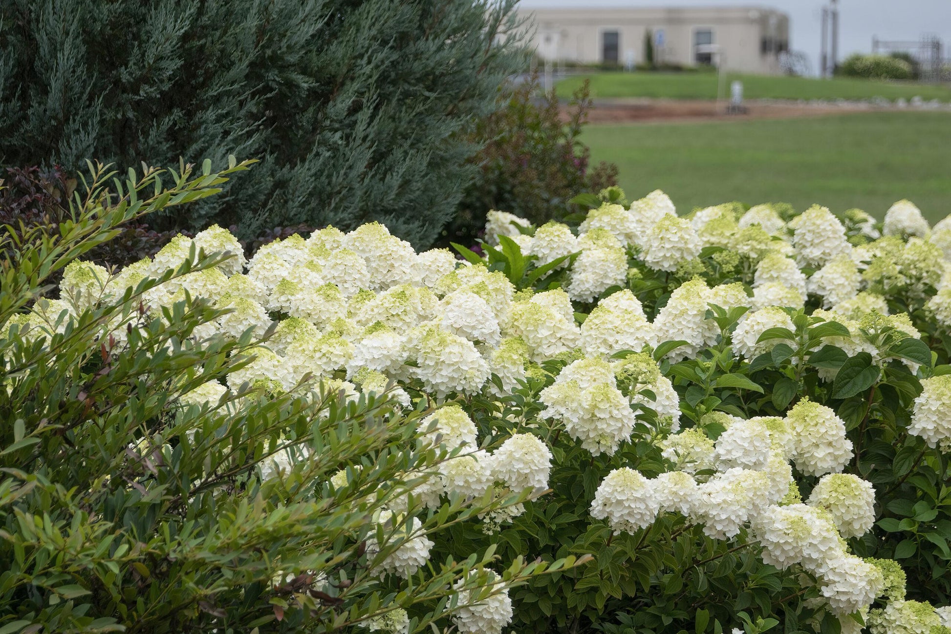 Hydrangea Paniculata 'little Hottie' - View 2 from www redcrocus com