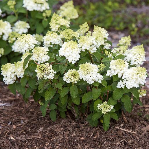Hydrangea Paniculata 'little Hottie' - View 30 from www redcrocus com