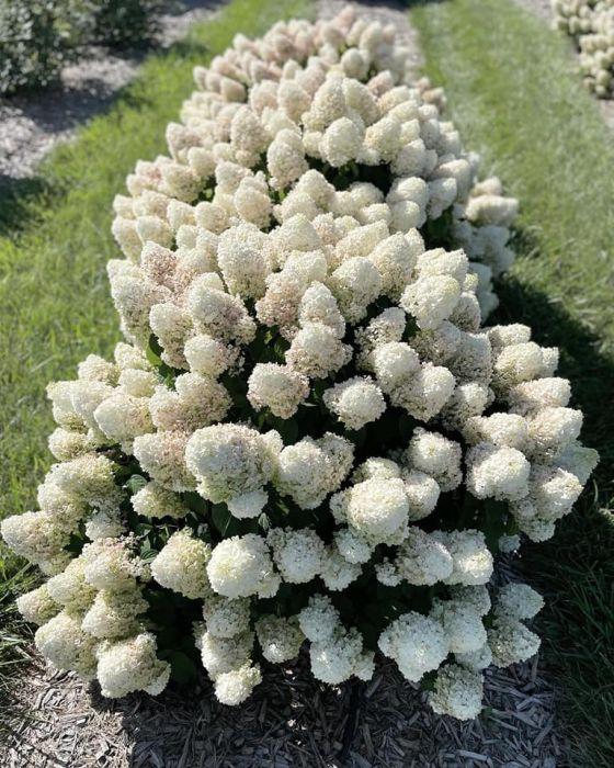 Hydrangea Paniculata 'little Hottie' - View 32 from www redcrocus com