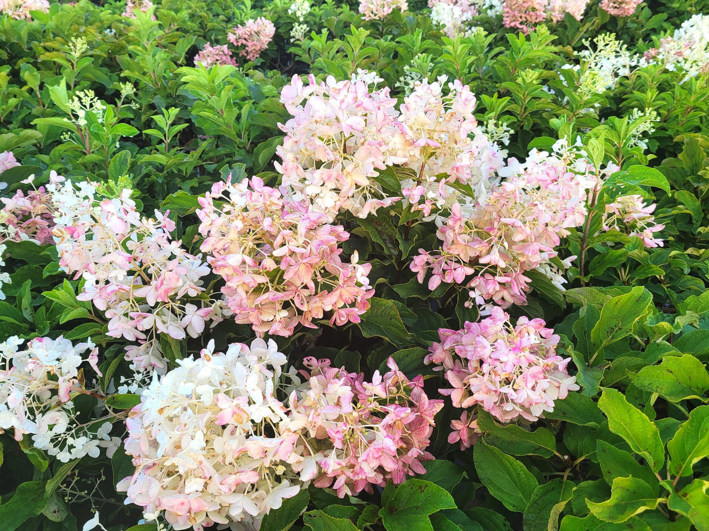 Hydrangea Paniculata 'little Hottie' - View 34 from www redcrocus com