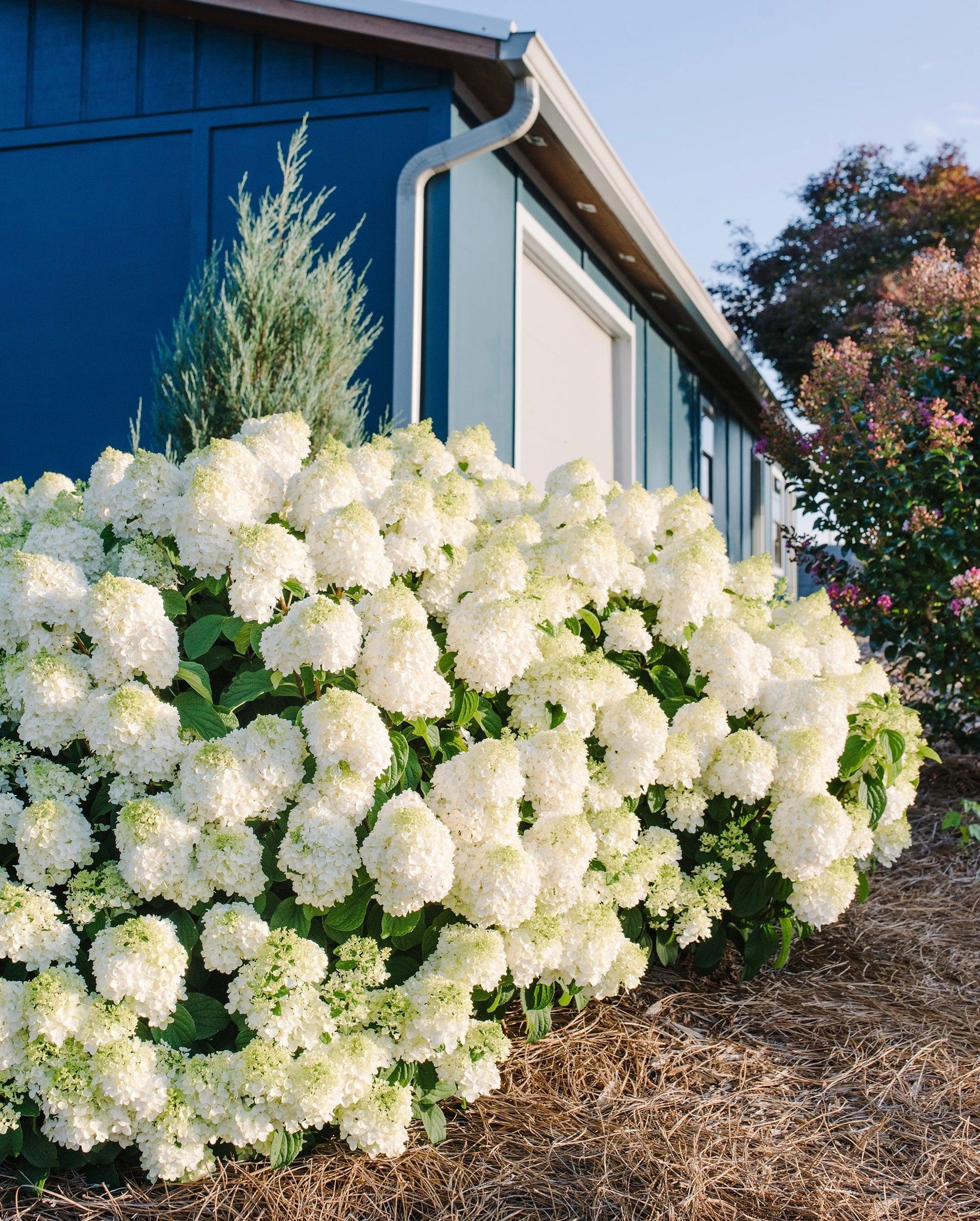 Hydrangea Paniculata 'little Hottie' - View 35 from www redcrocus com