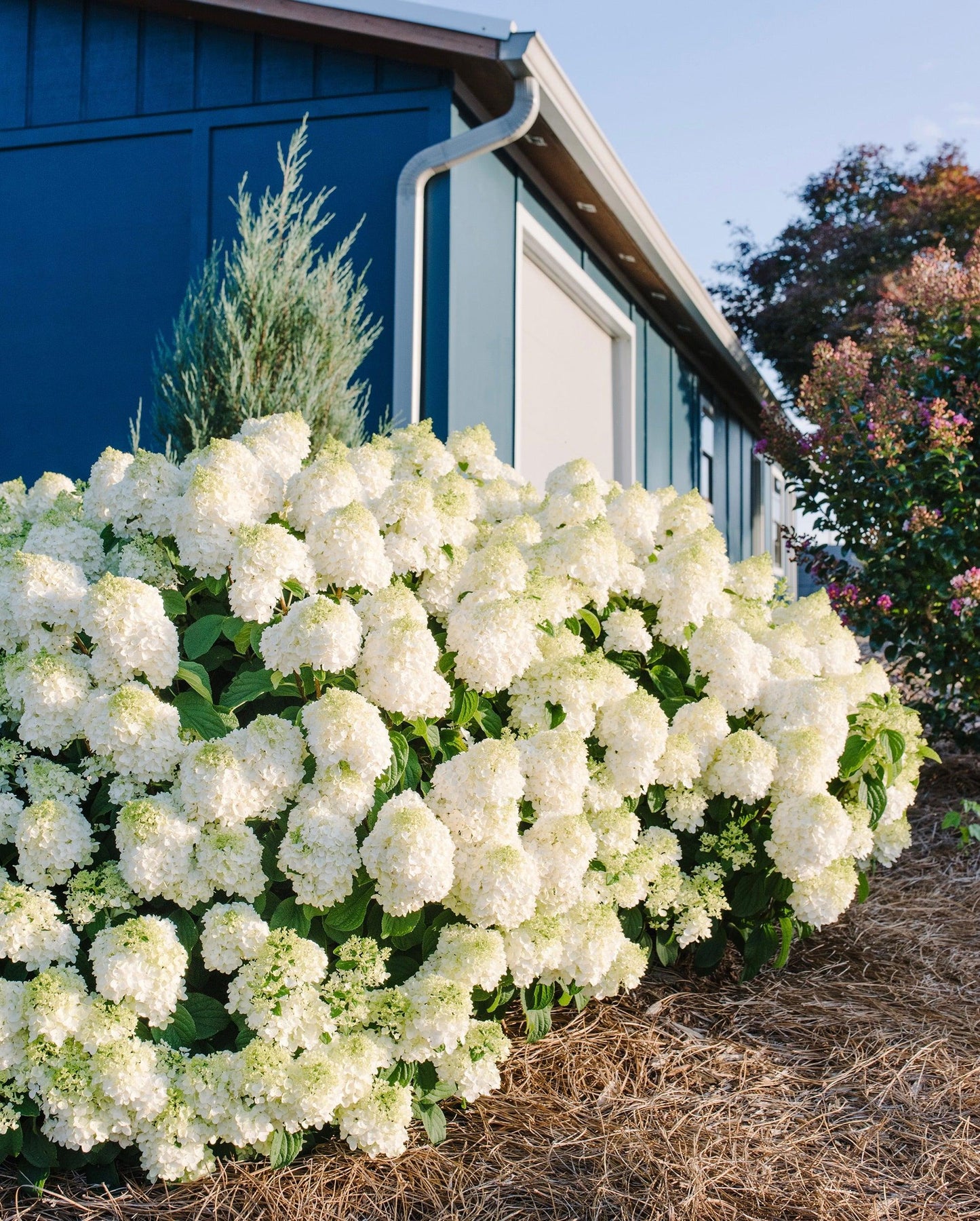 Hydrangea Paniculata 'little Hottie' - View 36 from www redcrocus com