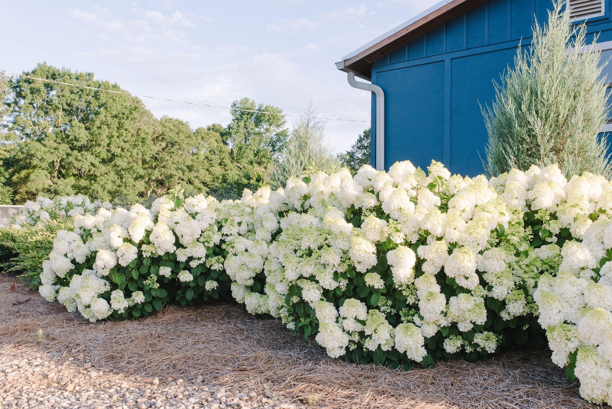 Hydrangea Paniculata 'little Hottie' - View 37 from www redcrocus com
