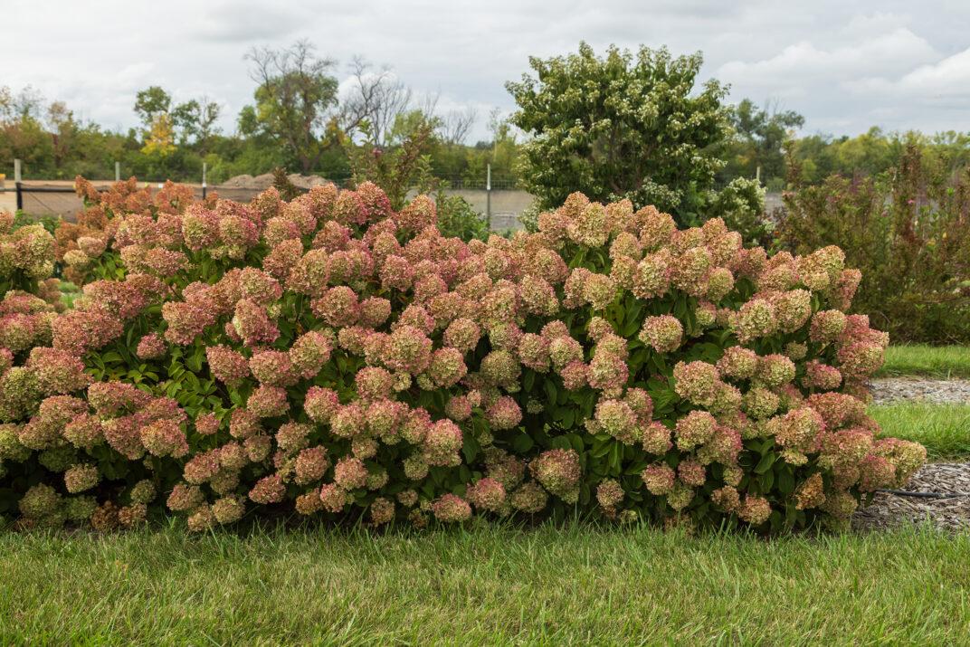 Hydrangea Paniculata 'little Hottie' - View 5 from www redcrocus com