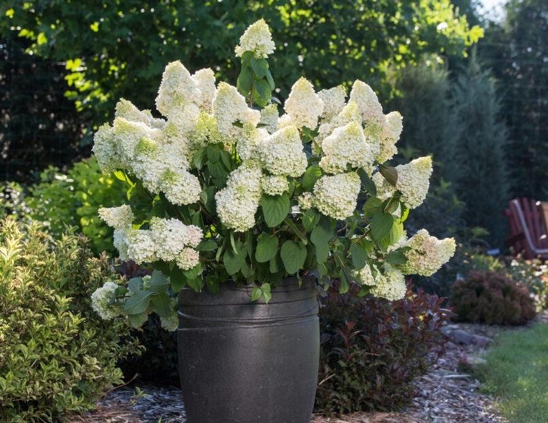 Hydrangea Paniculata 'little Hottie' - View 6 from www redcrocus com