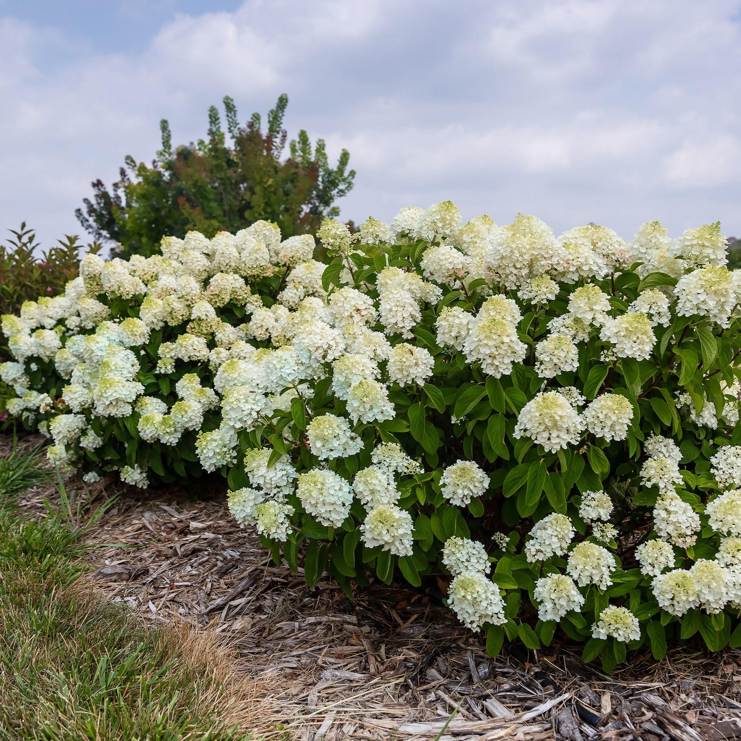 Hydrangea Paniculata 'little Hottie' - View 9 from www redcrocus com