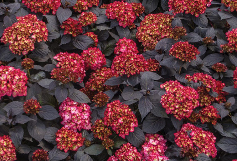 Hydrangea Macrophylla 'eclipse' - View 10 from www redcrocus com