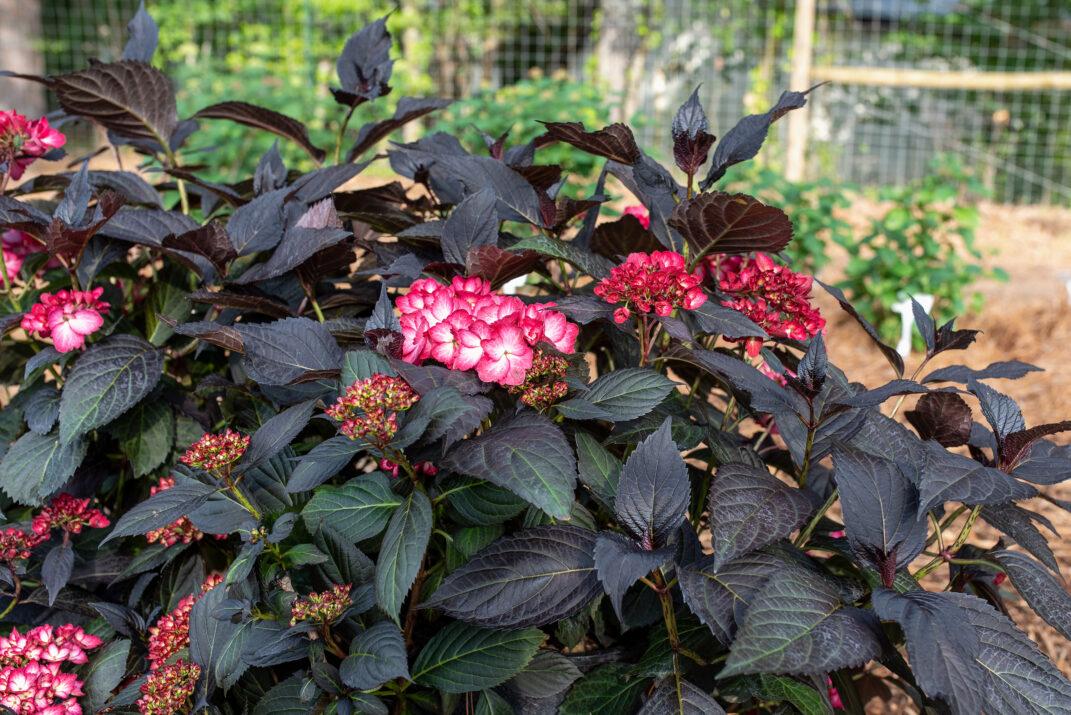 Hydrangea Macrophylla 'eclipse' - View 11 from www redcrocus com