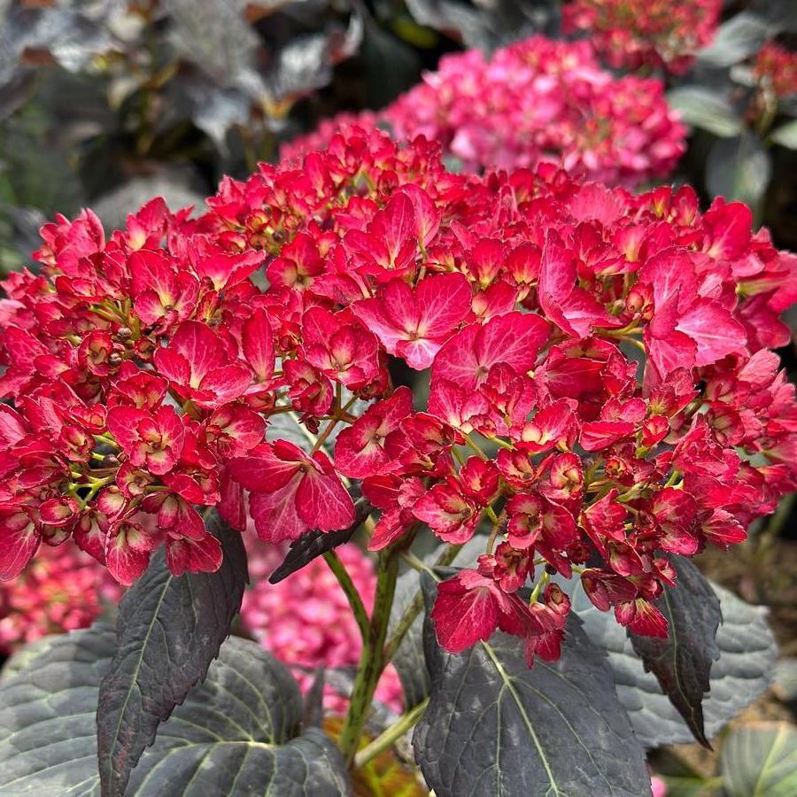Hydrangea Macrophylla 'eclipse' - View 12 from www redcrocus com