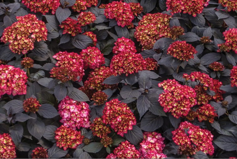 Hydrangea Macrophylla 'eclipse' - View 13 from www redcrocus com