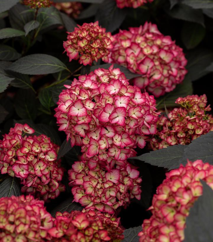 Hydrangea Macrophylla 'eclipse' - View 14 from www redcrocus com