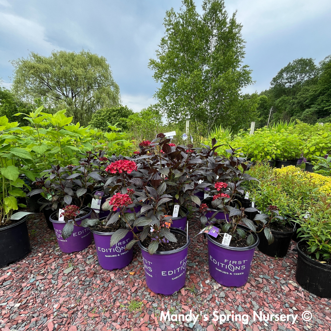 Hydrangea Macrophylla 'eclipse' - View 15 from www redcrocus com