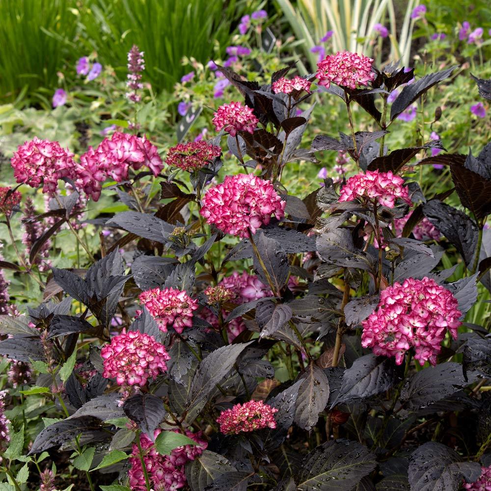 Hydrangea Macrophylla 'eclipse' - View 16 from www redcrocus com