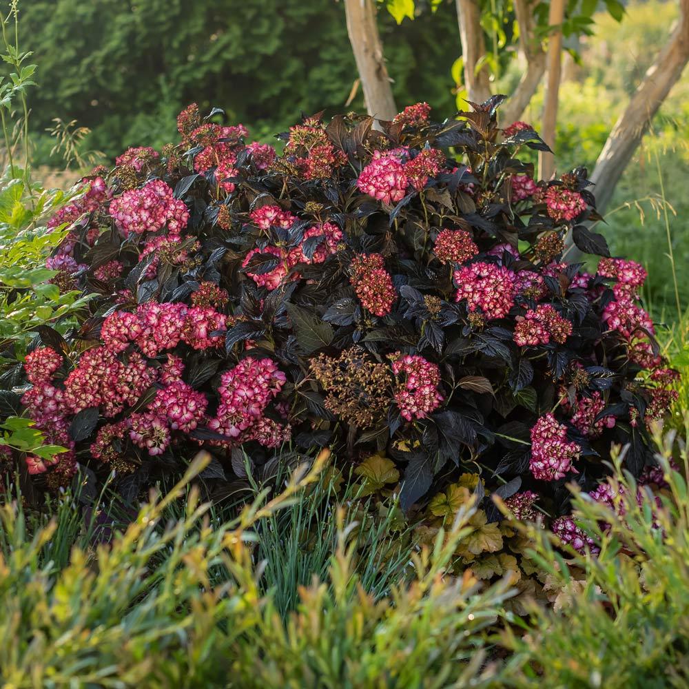 Hydrangea Macrophylla 'eclipse' - View 18 from www redcrocus com