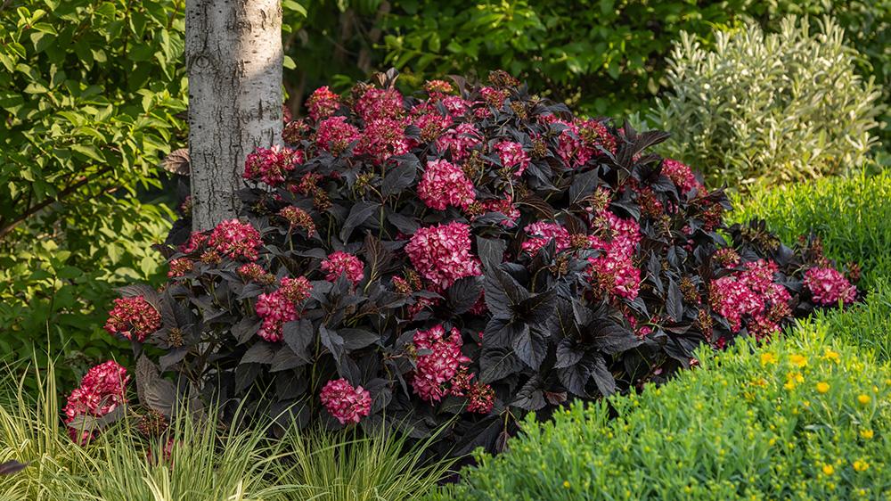 Hydrangea Macrophylla 'eclipse' - View 1 from www redcrocus com