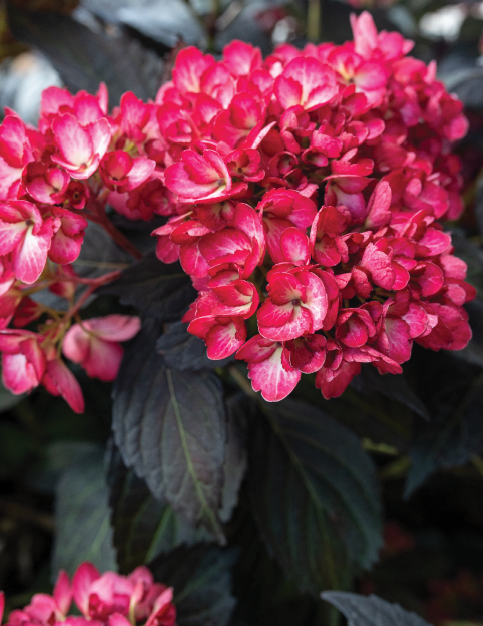 Hydrangea Macrophylla 'eclipse' - View 21 from www redcrocus com