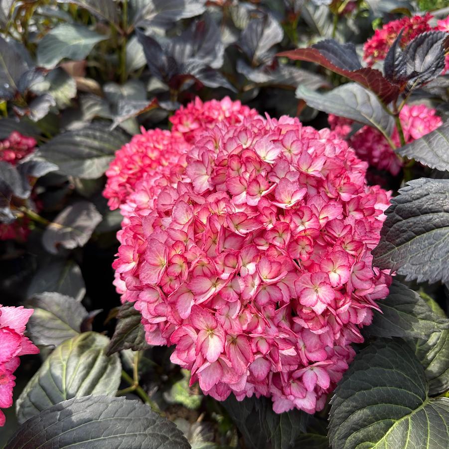 Hydrangea Macrophylla 'eclipse' - View 22 from www redcrocus com