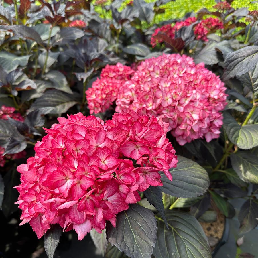 Hydrangea Macrophylla 'eclipse' - View 23 from www redcrocus com