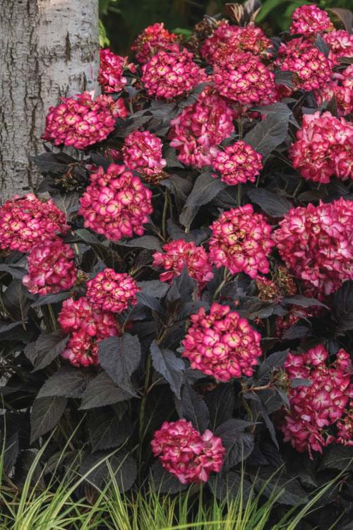Hydrangea Macrophylla 'eclipse' - View 25 from www redcrocus com