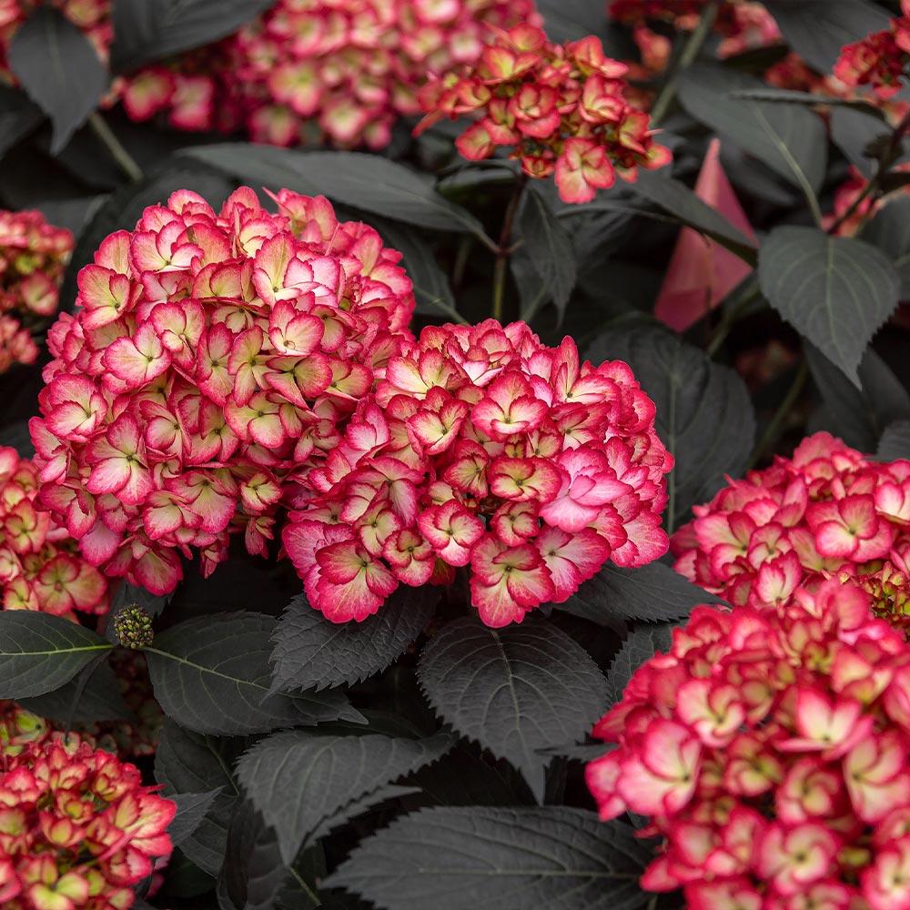 Hydrangea Macrophylla 'eclipse' - View 26 from www redcrocus com