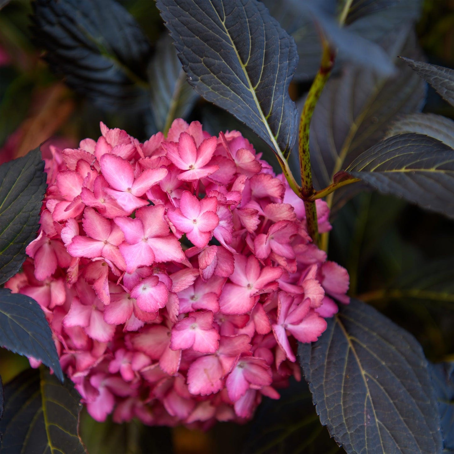 Hydrangea Macrophylla 'eclipse' - View 27 from www redcrocus com