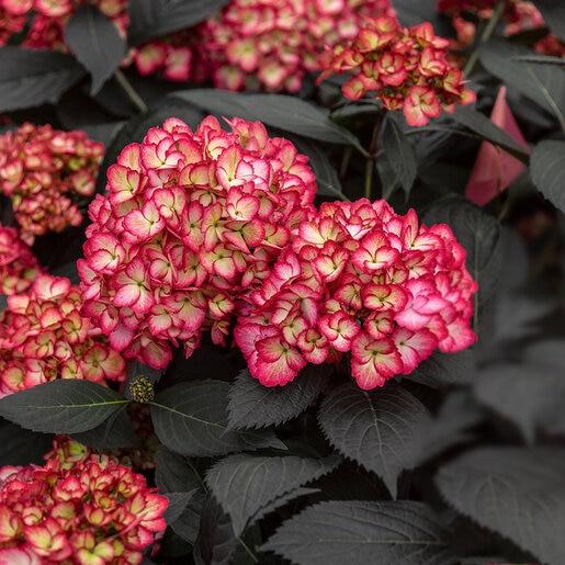 Hydrangea Macrophylla 'eclipse' - View 28 from www redcrocus com