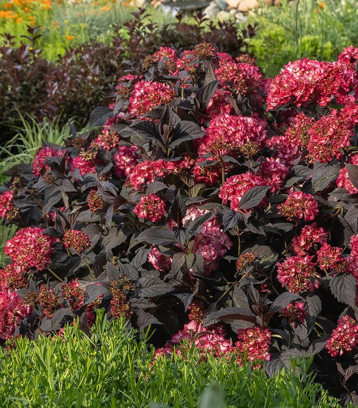 Hydrangea Macrophylla 'eclipse' - View 30 from www redcrocus com