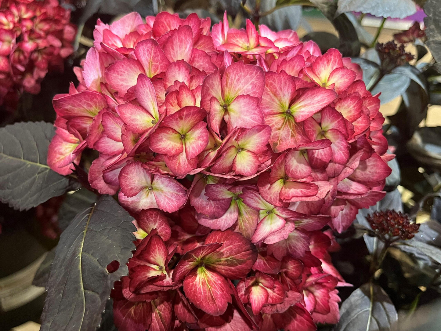 Hydrangea Macrophylla 'eclipse' - View 31 from www redcrocus com