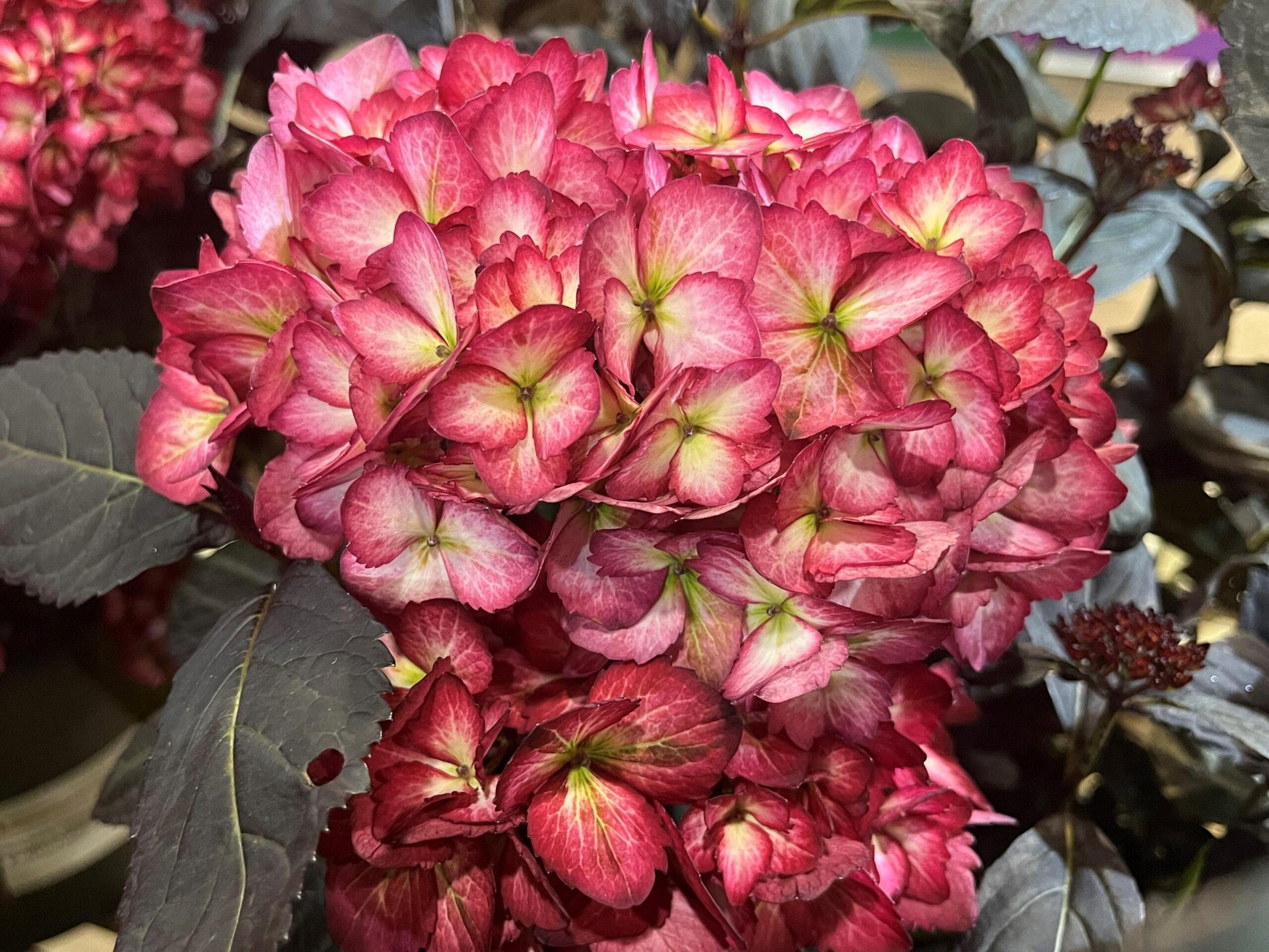 Hydrangea Macrophylla 'eclipse' - View 31 from www redcrocus com