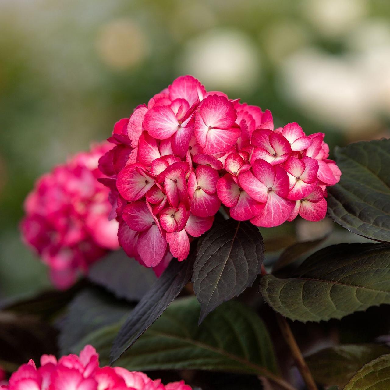 Hydrangea Macrophylla 'eclipse' - View 32 from www redcrocus com