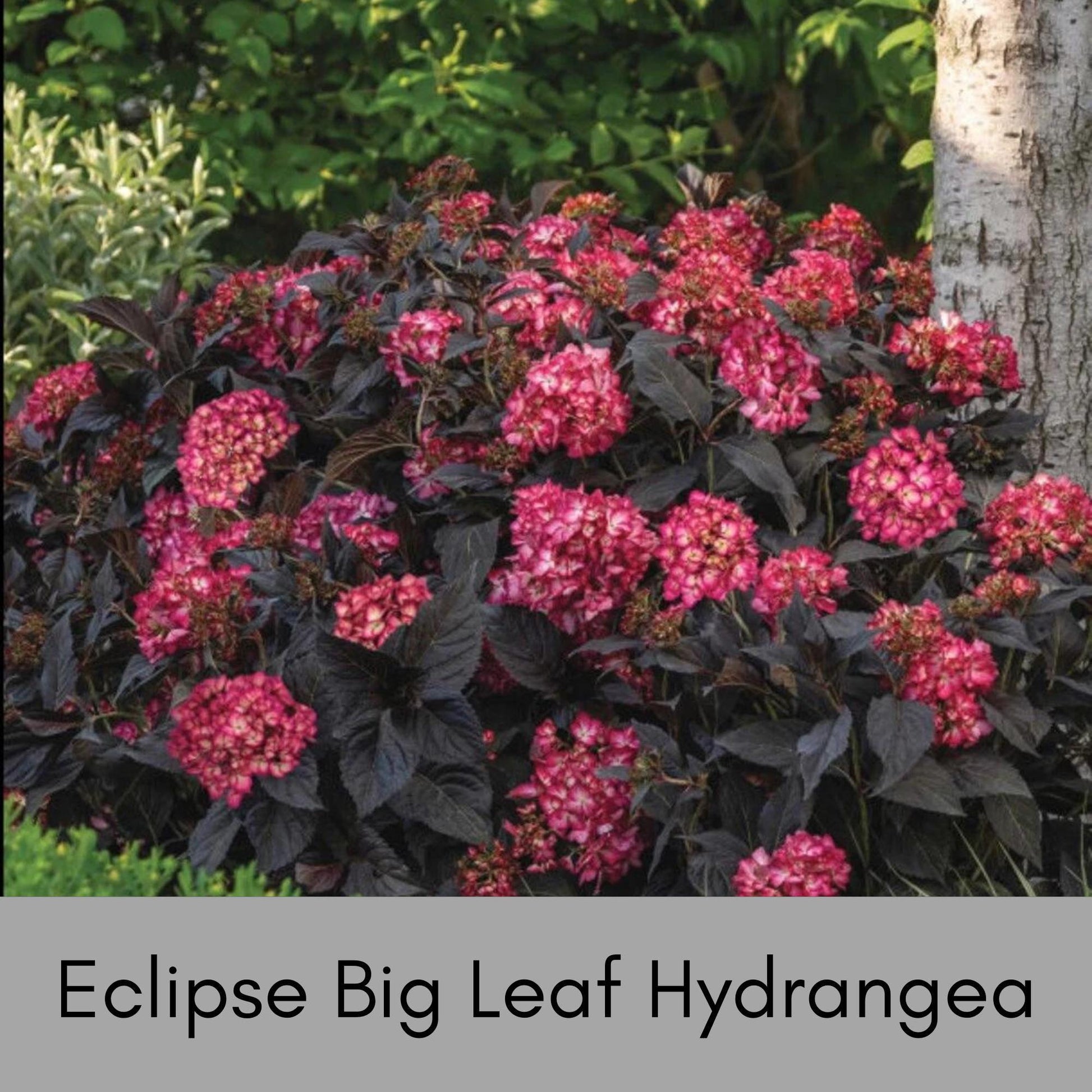 Hydrangea Macrophylla 'eclipse' - View 34 from www redcrocus com