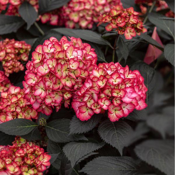 Hydrangea Macrophylla 'eclipse' - View 35 from www redcrocus com