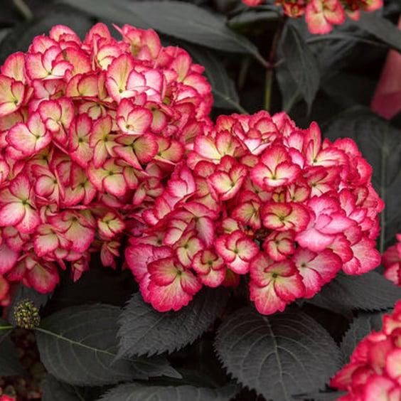 Hydrangea Macrophylla 'eclipse' - View 36 from www redcrocus com