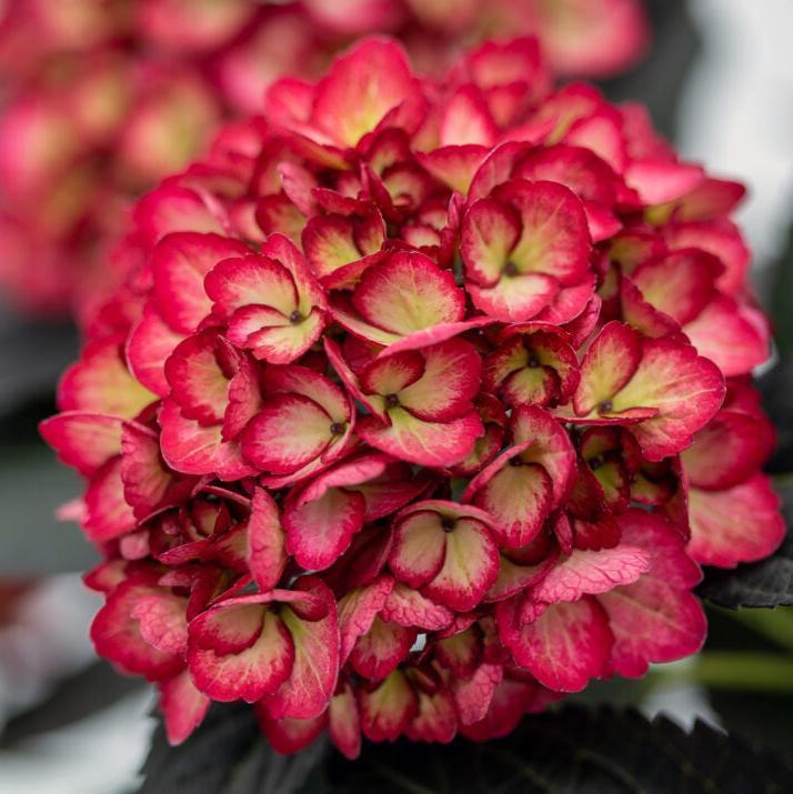 Hydrangea Macrophylla 'eclipse' - View 38 from www redcrocus com