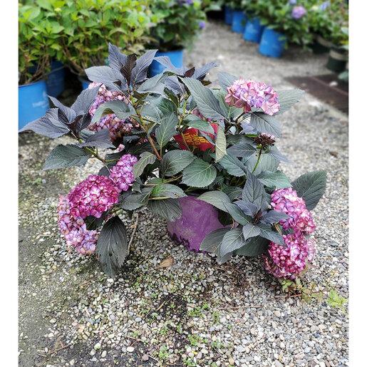Hydrangea Macrophylla 'eclipse' - View 39 from www redcrocus com