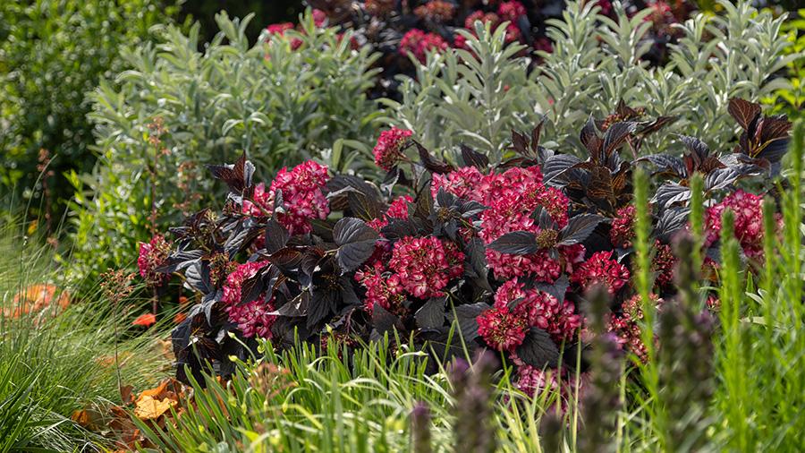 Hydrangea Macrophylla 'eclipse' - View 4 from www redcrocus com
