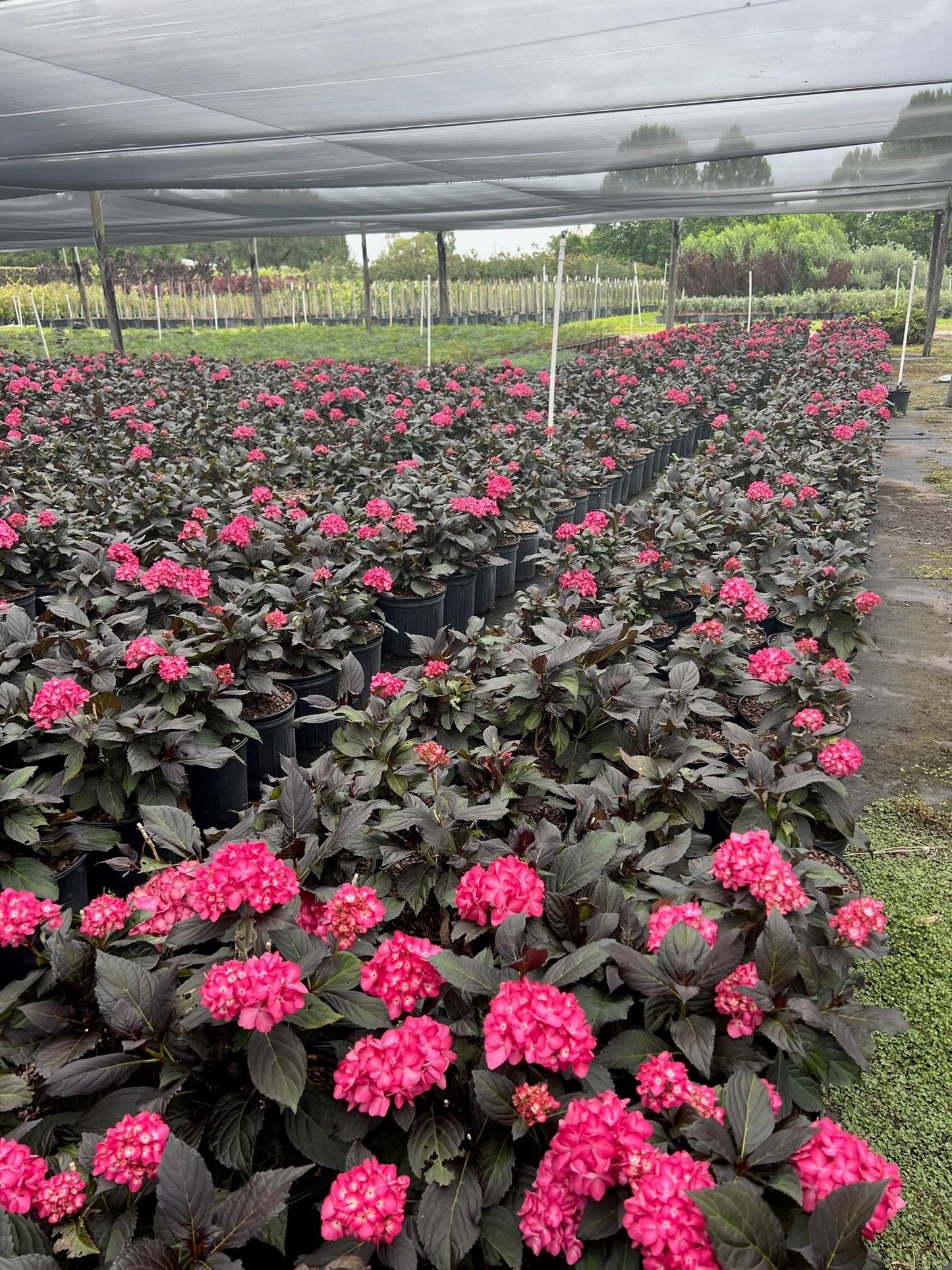 Hydrangea Macrophylla 'eclipse' - View 5 from www redcrocus com