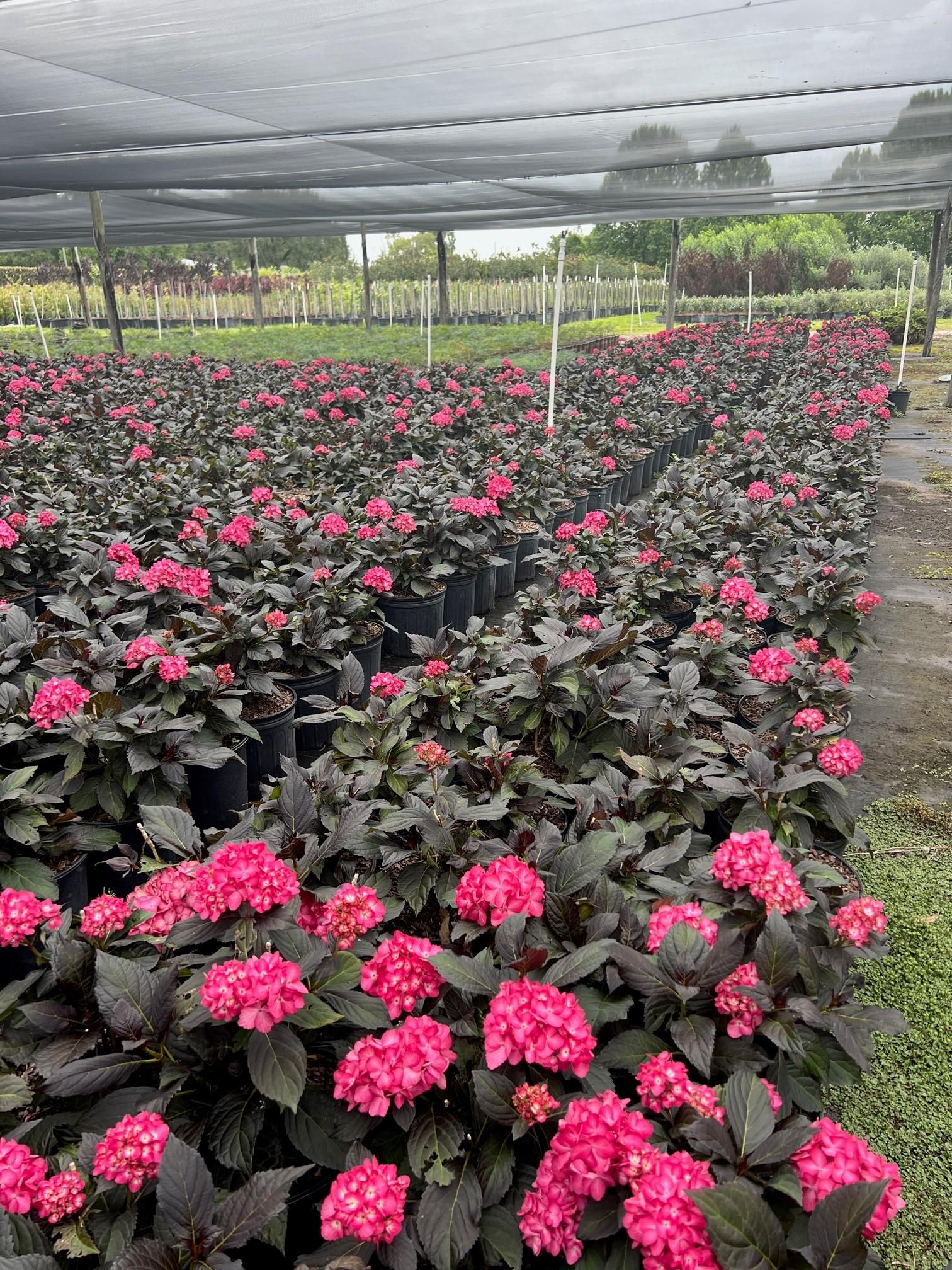 Hydrangea Macrophylla 'eclipse' - View 5 from www redcrocus com