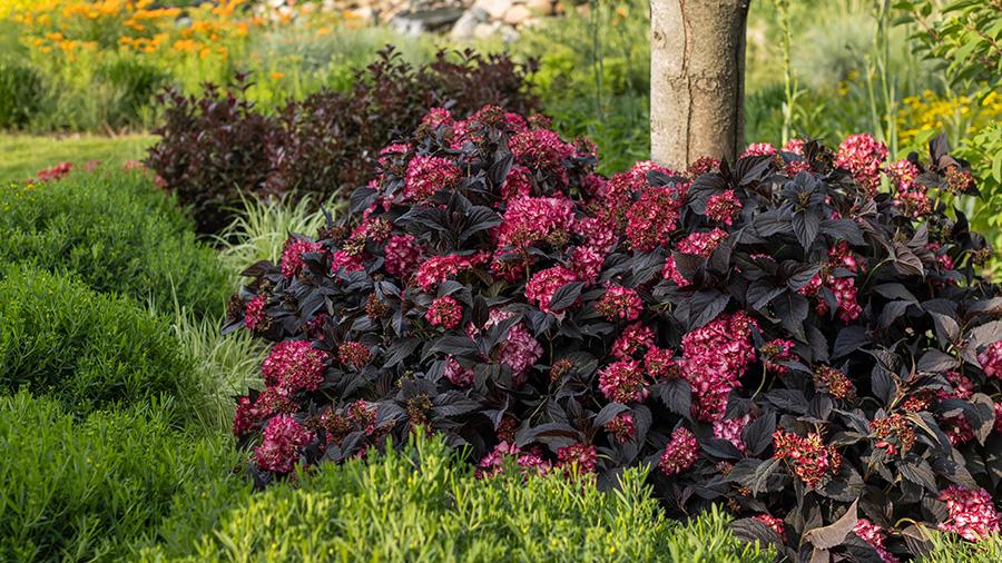 Hydrangea Macrophylla 'eclipse' - View 7 from www redcrocus com