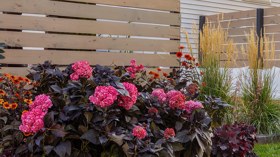 Hydrangea Macrophylla 'eclipse' - View 8 from www redcrocus com