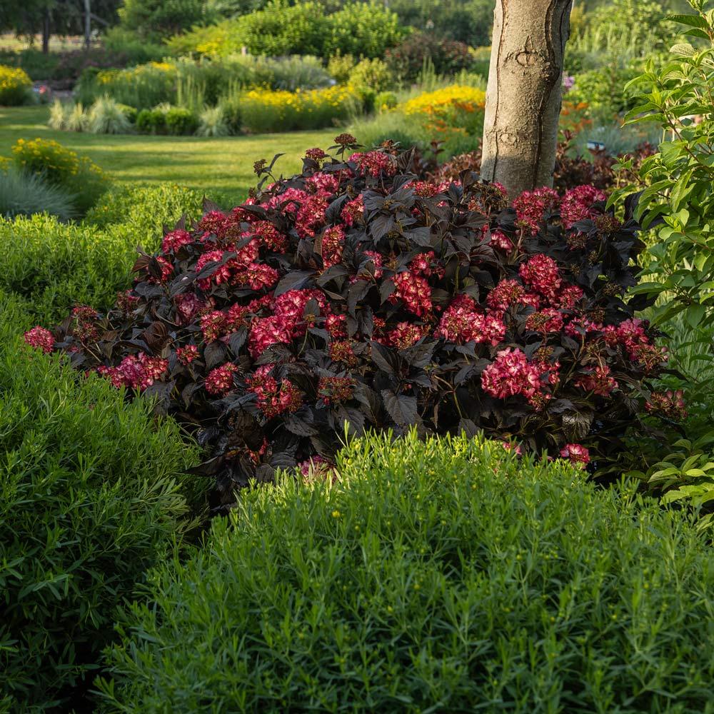 Hydrangea Macrophylla 'eclipse' - View 9 from www redcrocus com