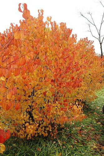 Viburnum Dentatum 'autumn Jazz' - View 10 from www redcrocus com