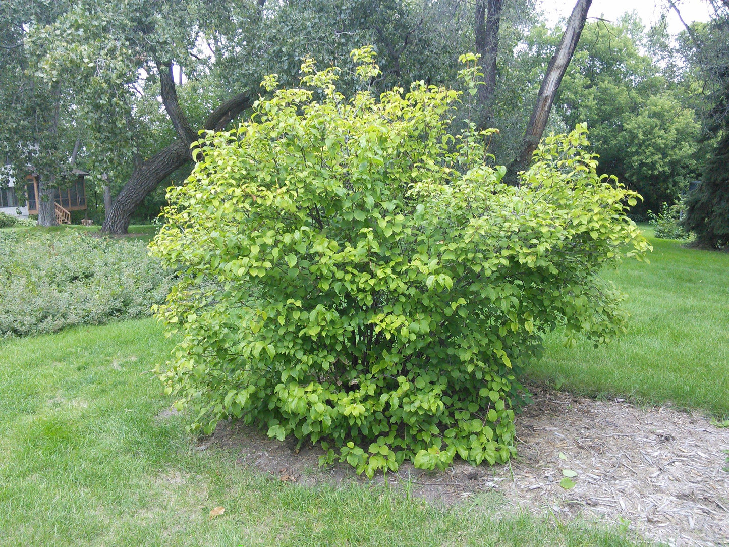 Viburnum Dentatum 'autumn Jazz' - View 11 from www redcrocus com