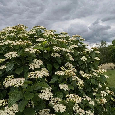 Viburnum Dentatum 'autumn Jazz' - View 14 from www redcrocus com
